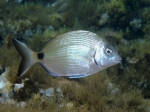 Diplodus sargus