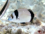 Diplodus vulgaris