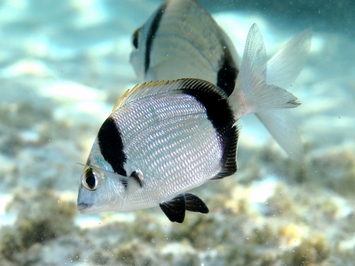 Diplodus vulgaris