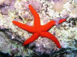 Echinodermata (Echinoderms)
