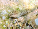 Perciformes