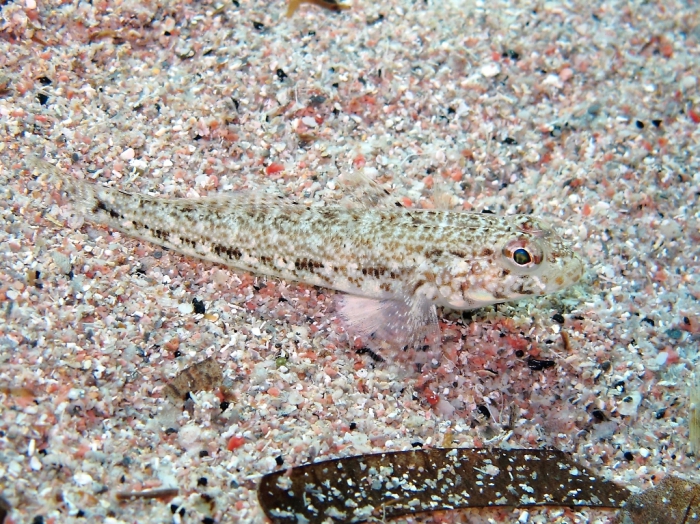 Gobius geniporus (juvenile)