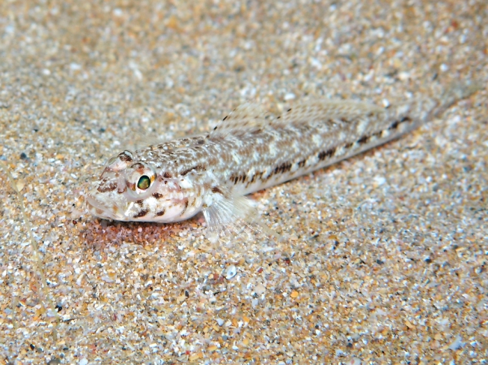 Gobius geniporus (juvenile)