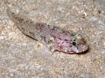 Gobius paganellus