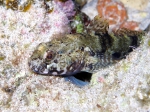 Gobius paganellus