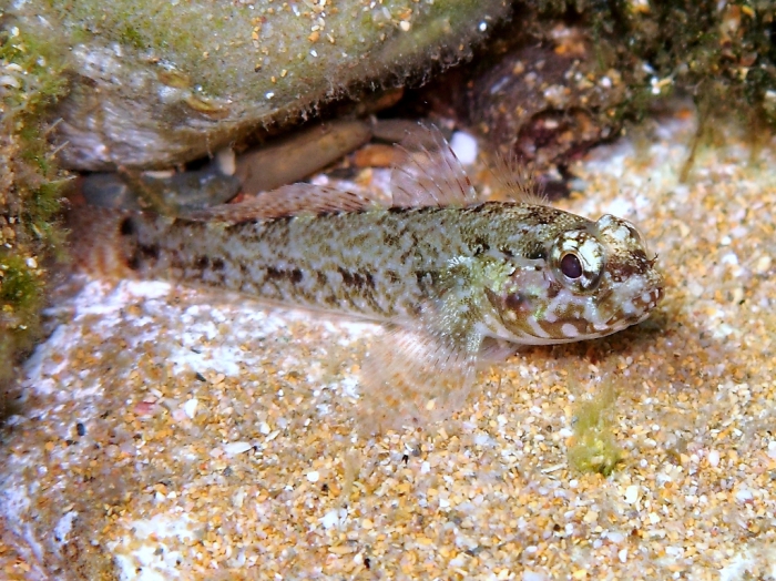 Gobius paganellus (juvenile)