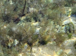 Labrus viridis