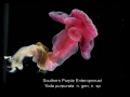 Yoda purpurata