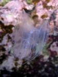 Ctenophora (Sea gooseberries)