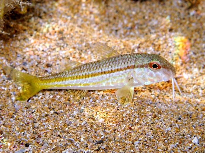 Mullus barbatus