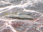 Mullus barbatus