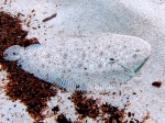 Pleuronectiformes