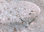 Pleuronectiformes
