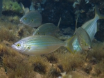 Sarpa salpa