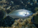 Sarpa salpa