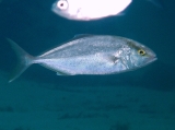 Seriola dumerili, author: Pillon, Roberto