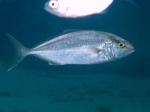 Seriola dumerili