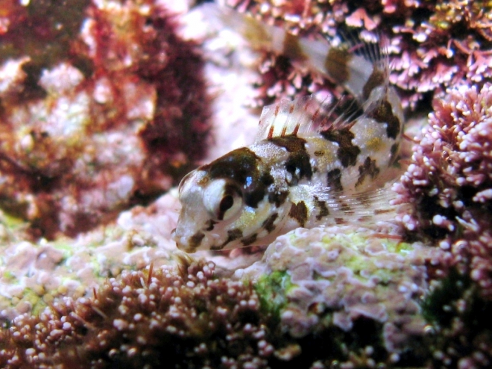 Paralipophrys trigloides (juvenile)