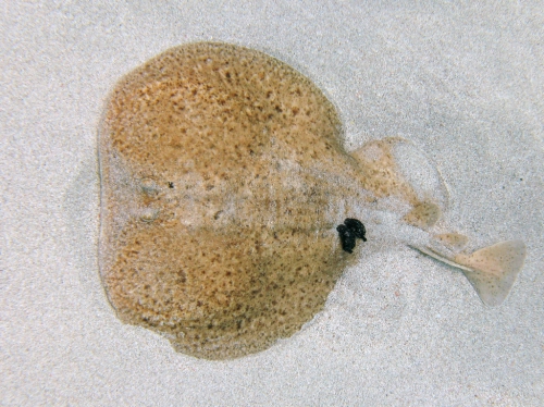 Torpedo marmorata Torpedo marmorata