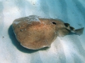 Torpediniformes
