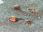 Torpediniformes