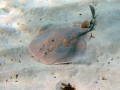 Torpediniformes