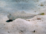 Trachinus draco