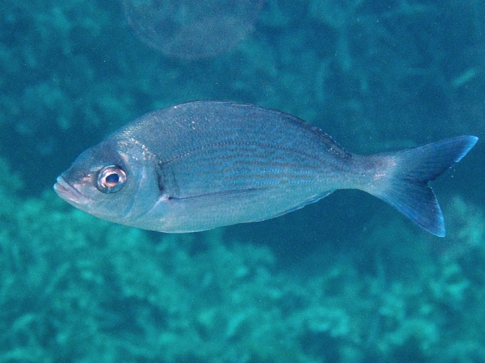 Spondyliosoma cantharus