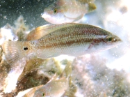 Symphodus tinca (juvenile)