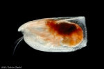 Ostracoda