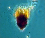 Marplan species