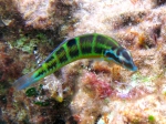 Thalassoma pavo (female)