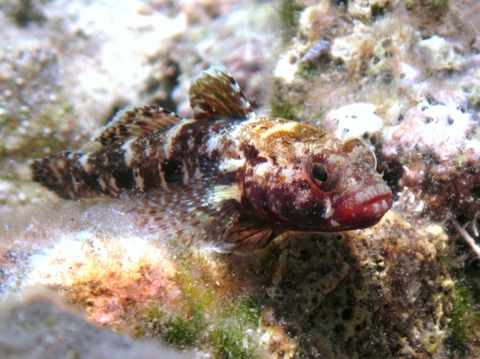 Gobius cruentatus