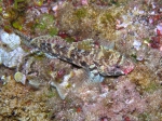 Gobius cruentatus