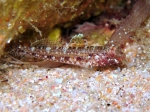 Gobius cruentatus (juvenile)