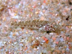 Gobius cruentatus (juvenile)