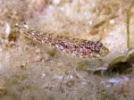 Gobius cruentatus (juvenile)