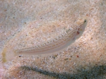 Perciformes
