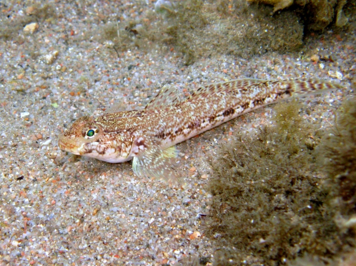 Gobius geniporus