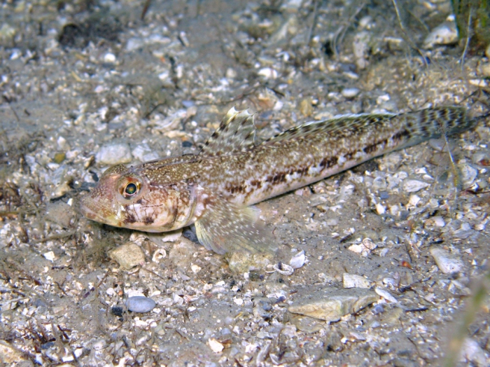 Gobius geniporus