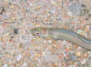 Ariosoma balearicum