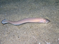 Ophidiiformes