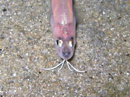 Ophidion rochei Ophidion rochei