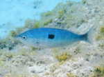 Spicara maena