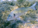 Sparus aurata, author: Pillon, Roberto