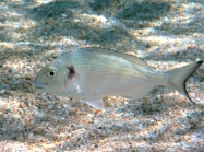 Sparus aurata (juvenile)