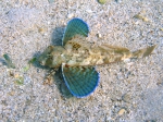 Perciformes
