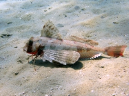 Trigloporus lastoviza