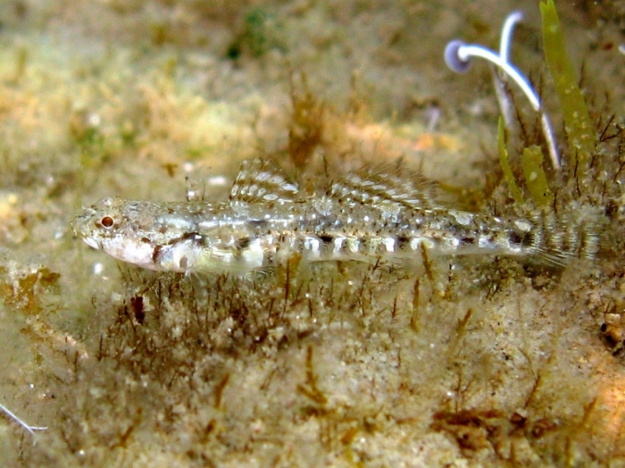 Pomatoschistus bathi (male)