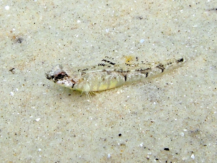 Pomatoschistus bathi (female)